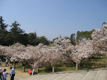 仁和寺の写真 15