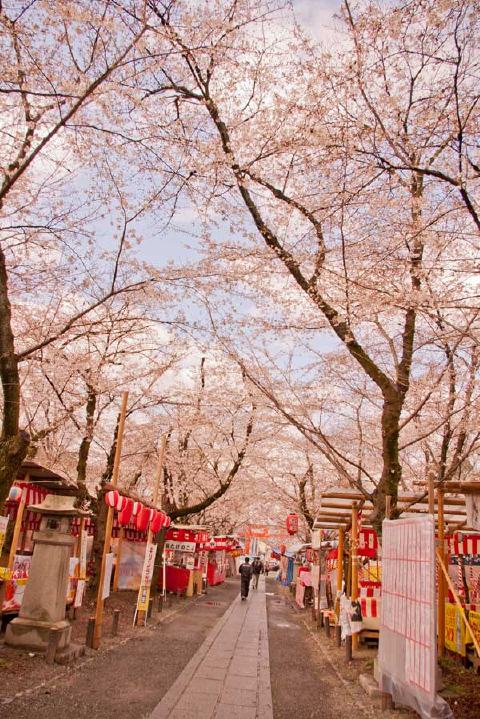平野神社の写真 3
