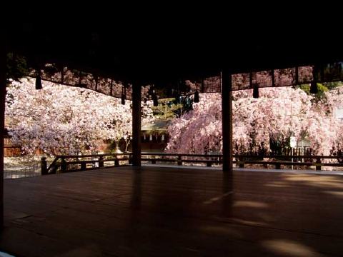 平野神社の写真 2