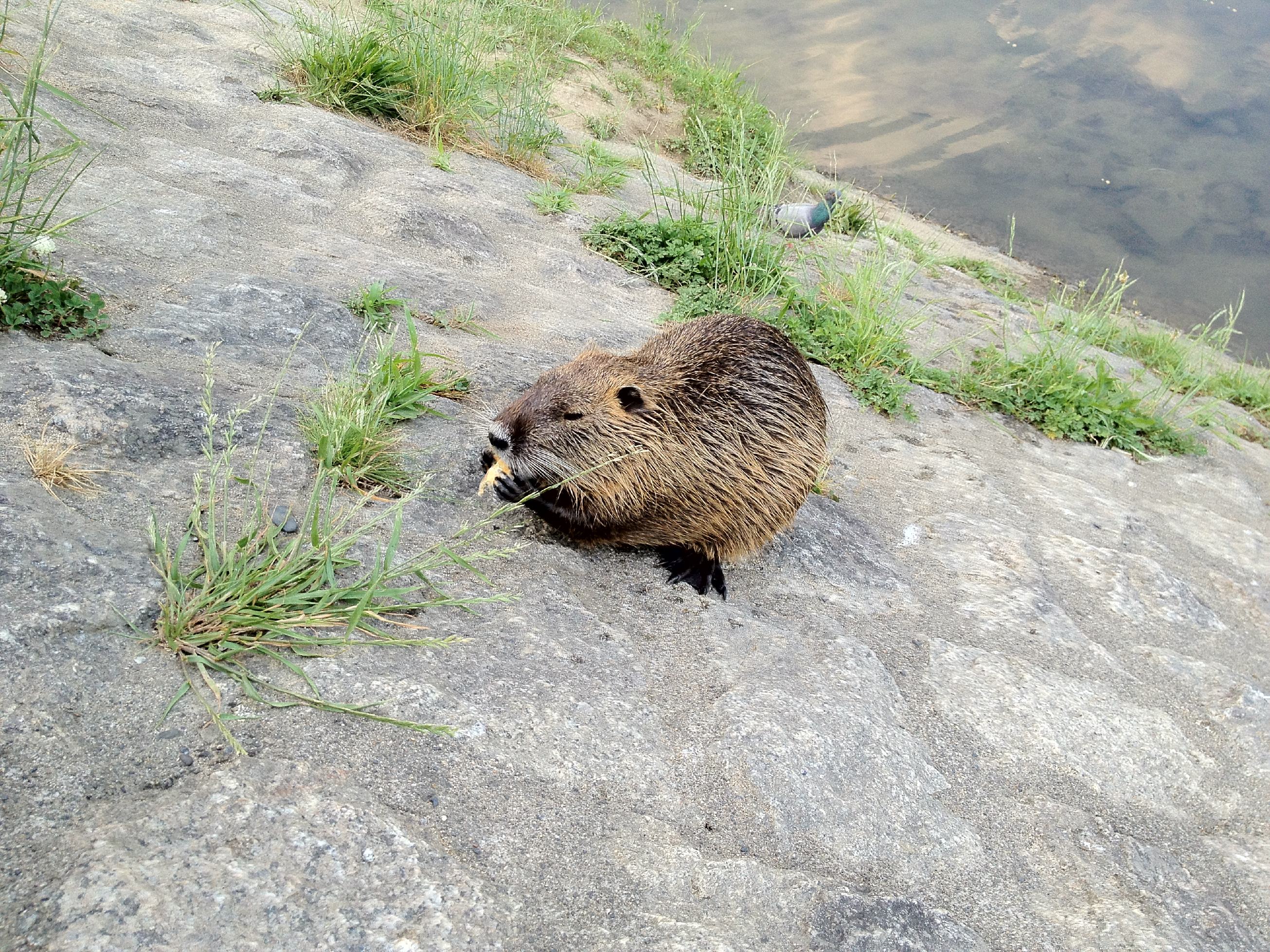 鴨川の写真