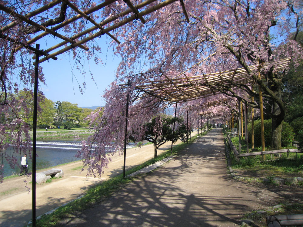 鴨川の写真 3