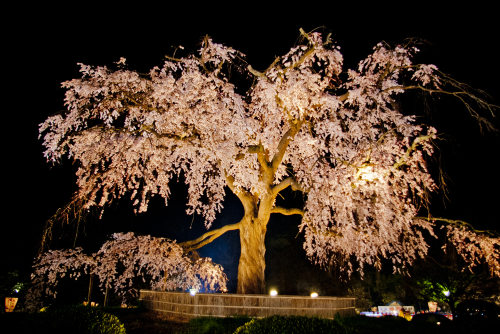 円山公園の写真 3