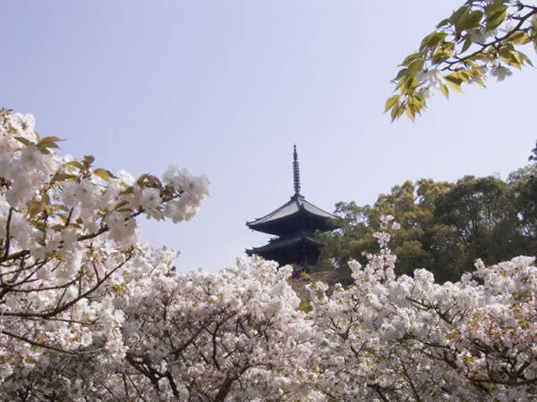 仁和寺の写真 2