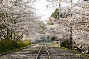 桜並木と南禅寺のインクライン
