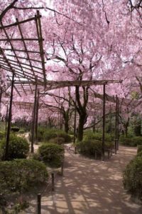 神苑の桜