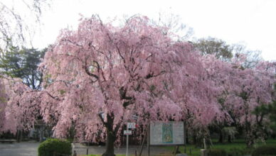 京都のおすすめ桜スポット 5二条城