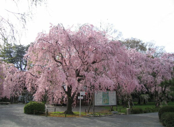 京都のおすすめ桜スポット 5二条城