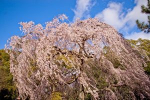 京都のおすすめ桜スポット４