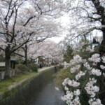 京都のおすすめ桜スポット 1哲学の道とインクライン