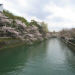 京都のおすすめ桜スポット 2平安神宮と岡崎